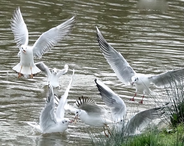 black-headed gull